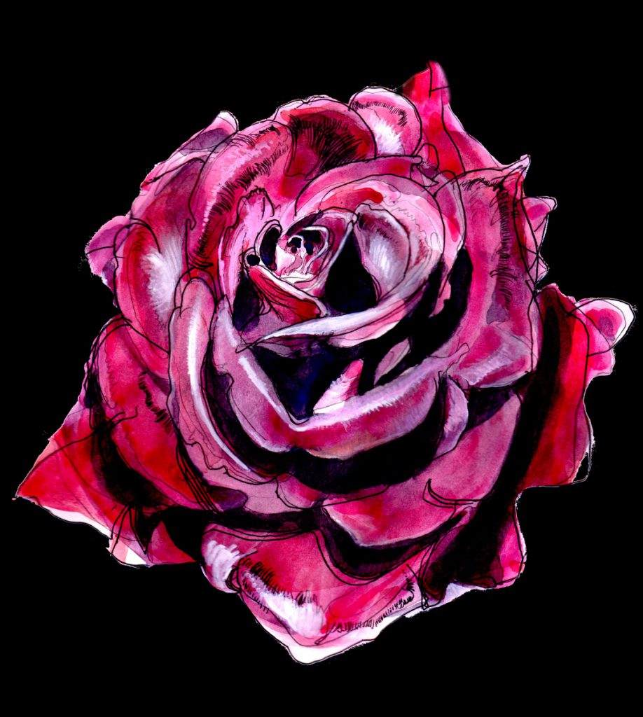rose for DPP Love Affair by Miguel Villalobosjpg