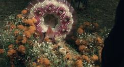 marigolds