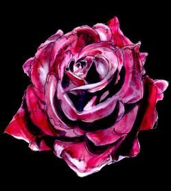 Love Affair the rose by Miguel Villalobos