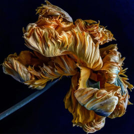 20 TAL LANCMAN « Parrot tulip blossom 2 ». Photographie, 2024 © Tal Lancman