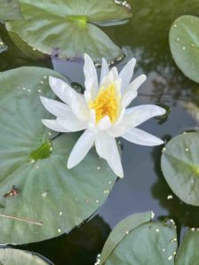 WATER LILY L'ANNEXE